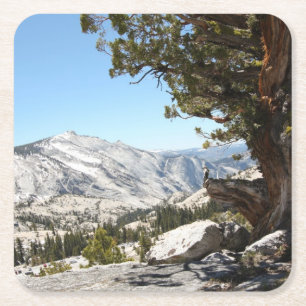 Oude boom in het Nationaal Park Yosemite Kartonnen Onderzetters