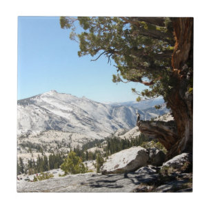 Oude boom in het Nationaal Park Yosemite Tegeltje