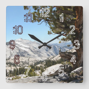 Oude boom in het Nationaal Park Yosemite Vierkante Klok