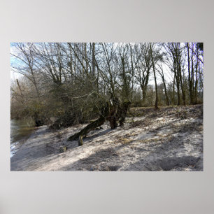 Oude boom op de rivieroever van Nierstein in Duits Poster
