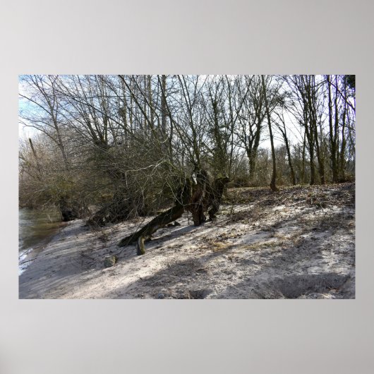 Oude boom op de rivieroever van Nierstein in Duits Poster (Voorkant)