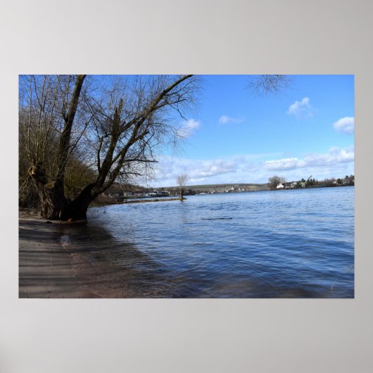 Oude boom op de rivieroever van Nierstein in Duits Poster (Voorkant)