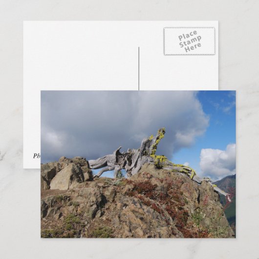 oude boom op een berg briefkaart (Voorkant / Achterkant)