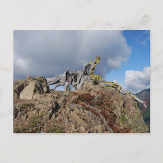 oude boom op een berg briefkaart