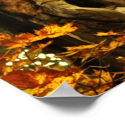 Oude boom poster (Hoek)