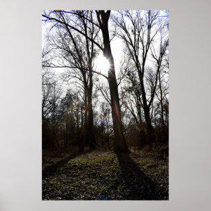 Oude Boom, Winterse Zon Poster