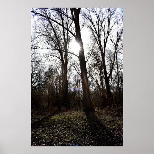 Oude Boom, Winterse Zon Poster (Voorkant)