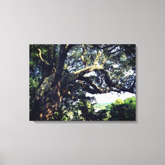 Oude boomfoto enkele druk canvas afdruk (Voorkant)