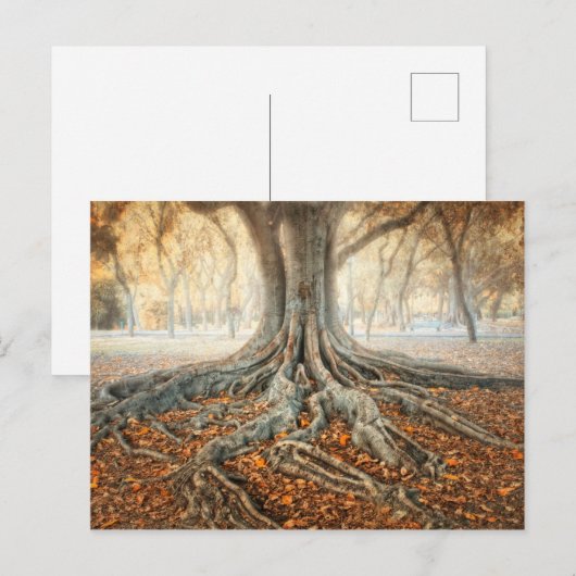 Oude boomwortels briefkaart (Voorkant / Achterkant)