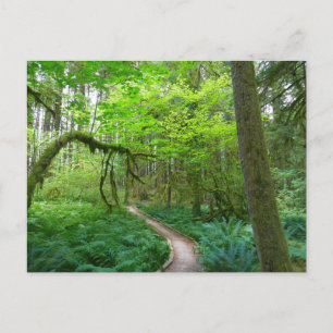 Oude Bos Wandelroute in Olympic National Park Briefkaart