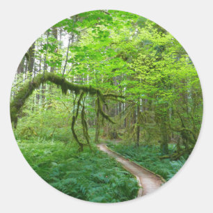 Oude Bos Wandelroute in Olympic National Park Ronde Sticker