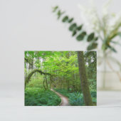 Oude Bosroute in het Olympic National Park Briefkaart (Staand voorkant)