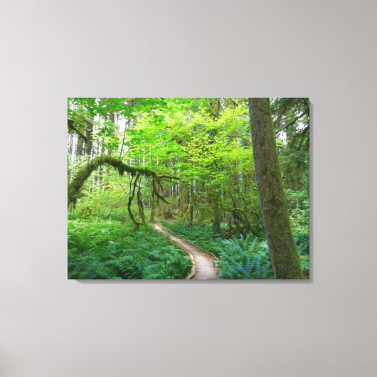 Oude Bosroute in Olympic National Park Canvas Afdruk (Voorkant)