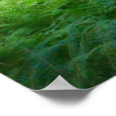 Oude Bosroute in Olympic National Park Poster (Hoek)