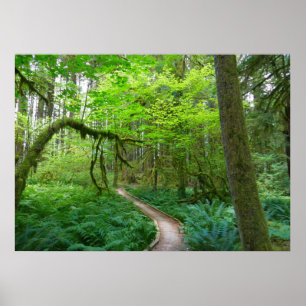 Oude Bosroute in Olympic National Park Poster