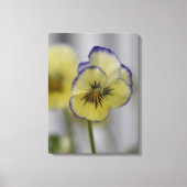 Oude botanische afbeelding - gele en paarse vioolt canvas afdruk (Voorkant)