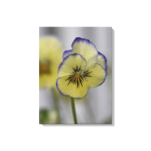 Oude botanische afbeelding - gele en paarse vioolt