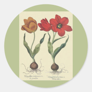Oude botanische afbeelding met bloeiende tulp bloe ronde sticker