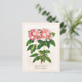 Oude Botanische Berglaurier Bloem Briefkaart (Staand voorkant)