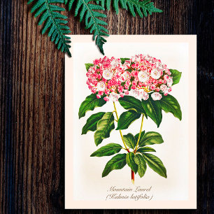 Oude Botanische Berglaurier Bloem Briefkaart