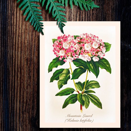 Oude Botanische Berglaurier Bloem Briefkaart