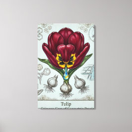 Oude Botanische Bloemmotief Canvasprint Canvas Afdruk