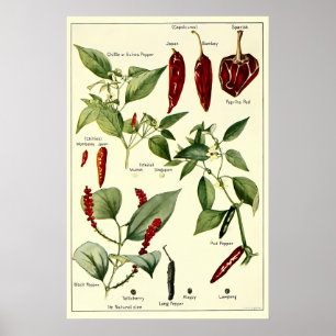 Oude Botanische Illustraties van Chilipepers Poster