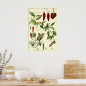 Oude Botanische Illustraties van Chilipepers Poster (Keuken)