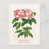 Oude botanische Kalmia-bloem Briefkaart (Voorkant)