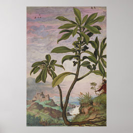 Oude botanische kunst Spurge Laurel Poster