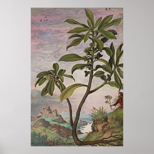 Oude botanische kunst Spurge Laurel Poster (Voorkant)