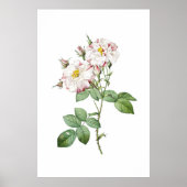 Oude botanische kunstposter met witte en roze roze poster (Voorkant)