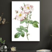 Oude botanische kunstposter met witte en roze roze poster