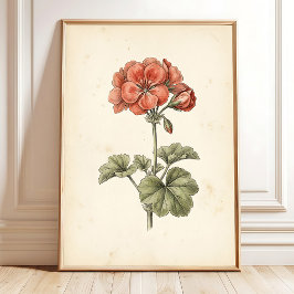 Oude botanische Pelargonium-afdruk Poster