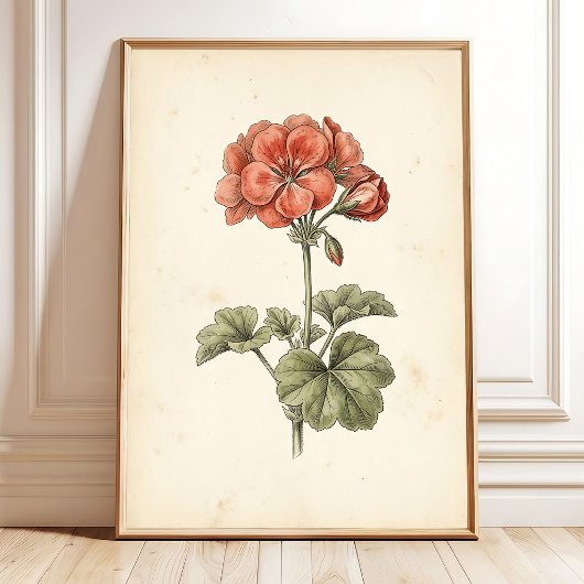Oude botanische Pelargonium-afdruk Poster