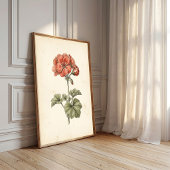 Oude botanische Pelargonium-afdruk Poster