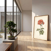 Oude botanische Pelargonium-afdruk Poster