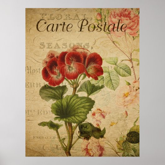 Oude botanische poster - Frans Pelargonium (Voorkant)