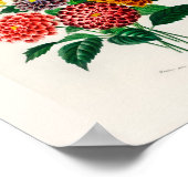 Oude botanische rode dahlia poster (Hoek)