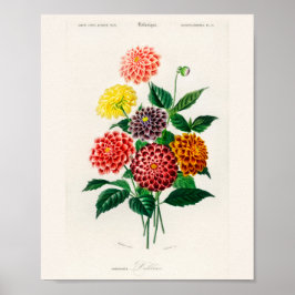 Oude botanische rode dahlia poster