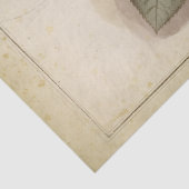 Oude Botanische Roos Bloemendecoupage Tissuepapier (Detail)