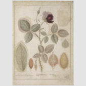 Oude Botanische Roos Bloemendecoupage Tissuepapier (Voorkant)