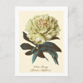 Oude botanische witte pioen Indiana bloem Briefkaart (Voorkant)