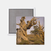 Oude Bristlecone-bos, White Mountains, CA Magneet (Voorkant / Achterkant)