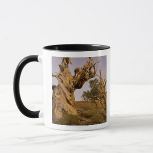 Oude Bristlecone-bos, White Mountains, CA Mok