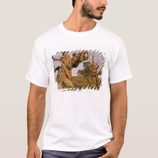 Oude Bristlecone-bos, White Mountains, CA T-shirt (Voorkant)