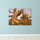 Oude Bristlecone-bos, Witte Bergen, CA Canvas Afdruk (Insitu (Houten vloer))