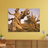 Oude Bristlecone-bos, Witte Bergen, CA Canvas Afdruk (Insitu (Woonkamer))