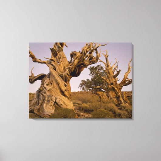 Oude Bristlecone-bos, Witte Bergen, CA Canvas Afdruk (Voorkant)