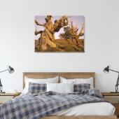 Oude Bristlecone-bos, Witte Bergen, CA Canvas Afdruk (Insitu (Slaapkamer))